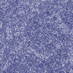 Anti-MLANA Antibody