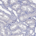 Anti-MLANA Antibody