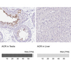Anti-ACR Antibody