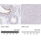 Anti-ACR Antibody