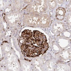 Anti-DOCK1 Antibody