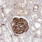 Anti-DOCK1 Antibody