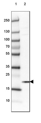 Lane 1: Marker [kDa] 250, 130, 100, 70, 55, 35, 25, 15, 10_br/_Lane 2: Human cell line NTERA-2