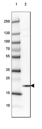 Lane 1: Marker [kDa] 250, 130, 100, 70, 55, 35, 25, 15, 10_br/_Lane 2: Human cell line NTERA-2
