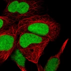 Immunofluorescent staining of human cell line HEK 293 shows localization to nucleus.