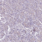 Immunohistochemical staining of human pancreas shows low positivity in exocrine glandular cells as expected.