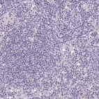 Immunohistochemical staining of human lymph node shows no positivity in non-germinal center cells as expected.