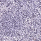 Immunohistochemical staining of human lymph node shows no positivity in non-germinal center cells as expected.