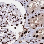 Immunohistochemical staining of human kidney using Anti-HDGF antibody HPA048728.