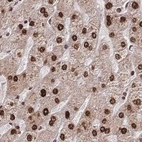 Immunohistochemical staining of human liver using Anti-HDGF antibody HPA048728.