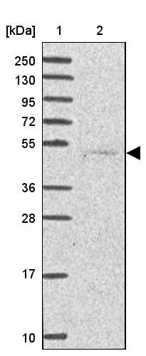 Anti-SERPINA10 Antibody