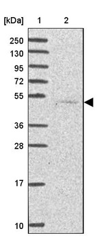 Anti-SERPINA10 Antibody