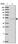 Anti-SERPINA10 Antibody