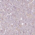 Immunohistochemical staining of human pancreas shows very weak positivity in exocrine glandular cells.