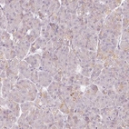 Immunohistochemical staining of human pancreas shows very weak positivity in exocrine glandular cells.