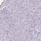 Immunohistochemical staining of human pancreas shows no positivity in exocrine glandular cells as expected.