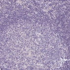 Immunohistochemical staining of human lymph node shows no positivity in germinal center cells as expected.