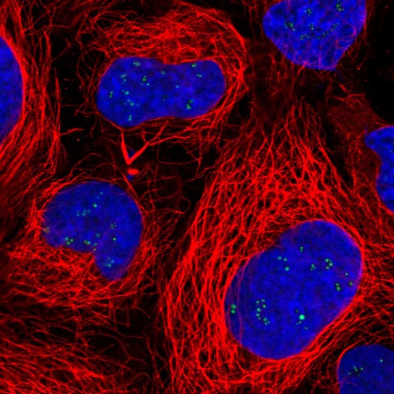 Anti-RAE1 Antibody