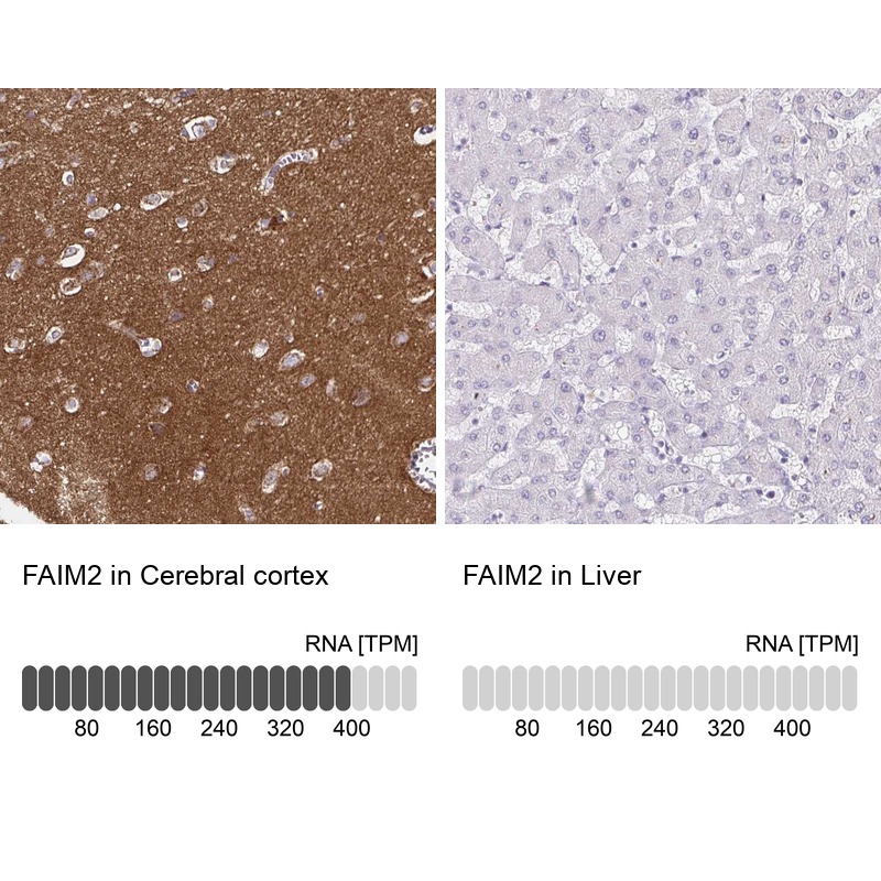 Anti-FAIM2 Antibody
