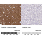 Anti-FAIM2 Antibody