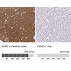 Anti-FAIM2 Antibody