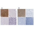 Immunohistochemical staining of human cerebral cortex, kidney, liver and lymph node using Anti-FAIM2 antibody HPA048800 (A) shows similar protein distribution across tissues to independent antibody HPA018790 (B).
