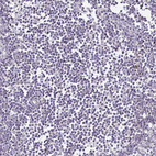 Immunohistochemical staining of human lymph node shows no positivity in non-germinal center cells as expected.