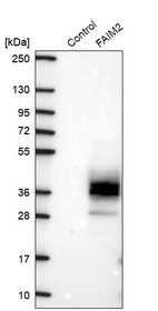 Western blot analysis in control (vector only transfected HEK293T lysate) and FAIM2 over-expression lysate (Co-expressed with a C-terminal myc-DDK tag (~3.1 kDa) in mammalian HEK293T cells, LY415867).