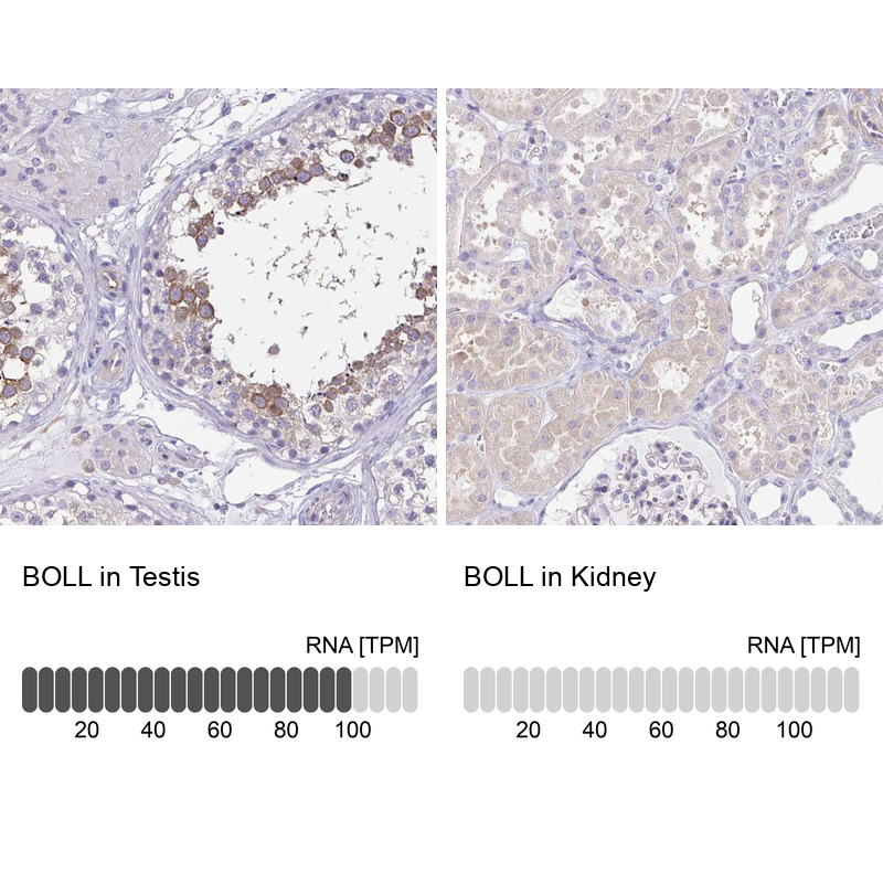 Anti-BOLL Antibody