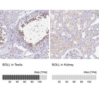 Anti-BOLL Antibody