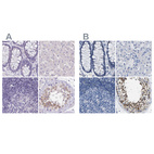 Immunohistochemical staining of human colon, liver, lymph node and testis using Anti-BOLL antibody HPA048813 (A) shows similar protein distribution across tissues to independent antibody HPA018678 (B).