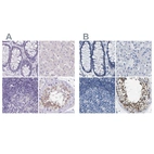 Immunohistochemical staining of human colon, liver, lymph node and testis using Anti-BOLL antibody HPA048813 (A) shows similar protein distribution across tissues to independent antibody HPA018678 (B).