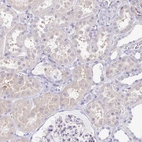 Immunohistochemical staining of human kidney shows low expression as expected.