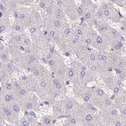 Immunohistochemical staining of human liver using Anti-BOLL antibody HPA048813.