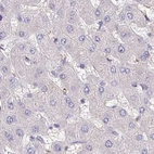 Immunohistochemical staining of human liver using Anti-BOLL antibody HPA048813.