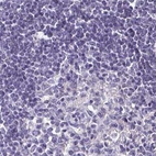 Immunohistochemical staining of human lymph node using Anti-BOLL antibody HPA048813.