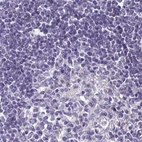 Immunohistochemical staining of human lymph node using Anti-BOLL antibody HPA048813.