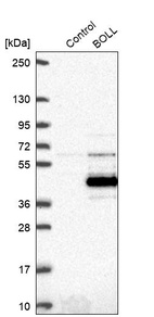 Western blot analysis in control (vector only transfected HEK293T lysate) and BOLL over-expression lysate (Co-expressed with a C-terminal myc-DDK tag (~3.1 kDa) in mammalian HEK293T cells, LY409790).