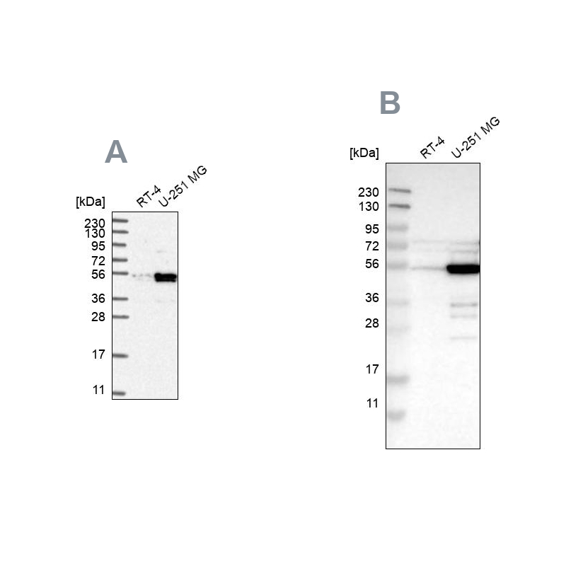 Anti-PDLIM7 Antibody