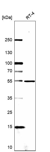 Anti-MDM4 Antibody