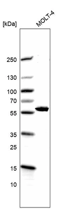 Western blot analysis in human cell line MOLT-4.