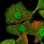 Anti-CIB1 Antibody