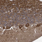 Anti-KRTAP27-1 Antibody