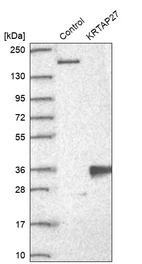 Western blot analysis in control (vector only transfected HEK293T lysate) and KRTAP27 over-expression lysate (Co-expressed with a C-terminal myc-DDK tag (~3.1 kDa) in mammalian HEK293T cells, LY421490).