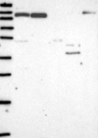 Anti-IL16 Antibody
