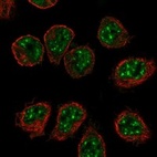 Immunofluorescent staining of human cell line HEL shows localization to nuclear speckles.