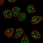 Immunofluorescent staining of human cell line HEL shows localization to nuclear speckles.