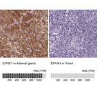 Anti-EPHX1 Antibody