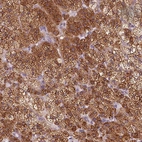 Immunohistochemical staining of human adrenal gland shows high expression.