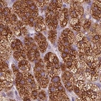 Immunohistochemical staining of human adrenal gland using Anti-EPHX1 antibody HPA048847.